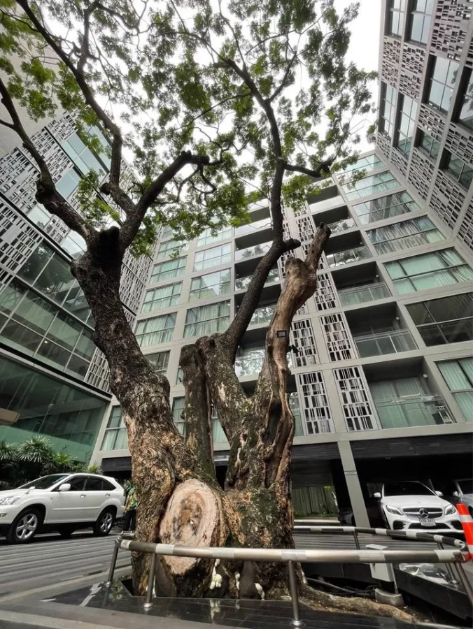 ขาย คอนโด VIA BOTANI สุขุมวิท 47 ห้องน่าอยู่ สไตล์โมเดิร์น 2 ห้องนอน ขนาดกว้าง อยู่สบายสุดๆ จองเลย