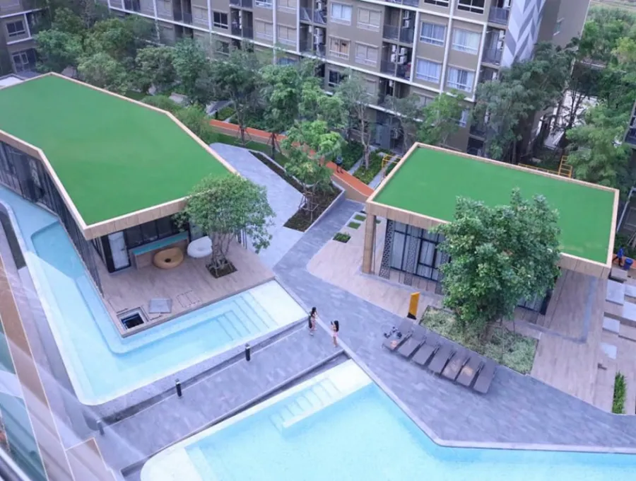 ให้เช่า Plum condo Rangsit Alive ห้องมุม ชั้น 8 วิวสระว่ายน้ำสวยๆ บรรยากาศดีมาก ไม่จองถือว่าพลาดมาก