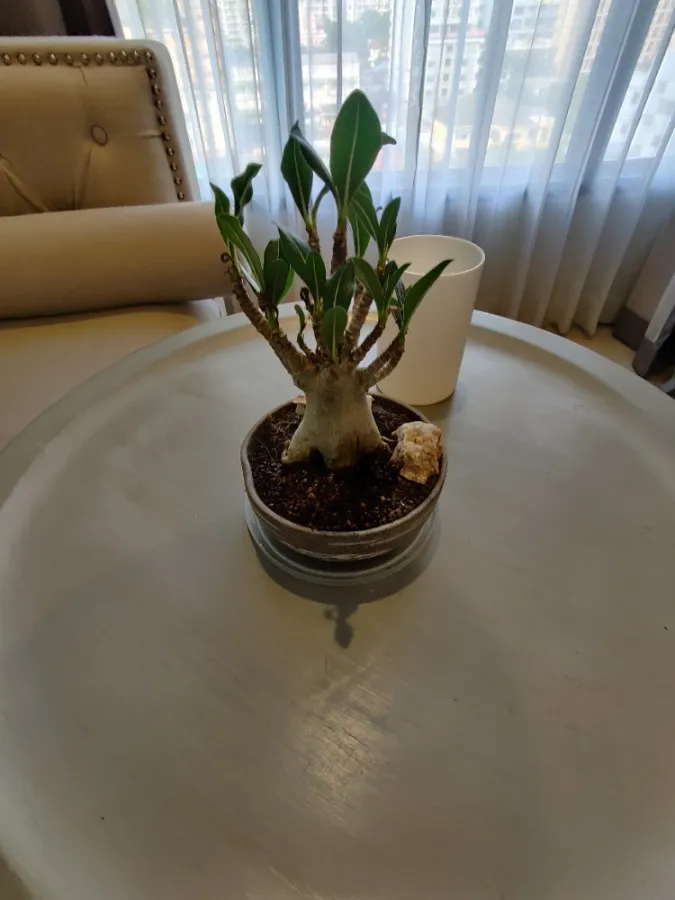 For rent!! Condo Mayfair Place Sukhumvit 50, 7th floor, beautiful room, good view, affordable price. Hurry and reserve now!!