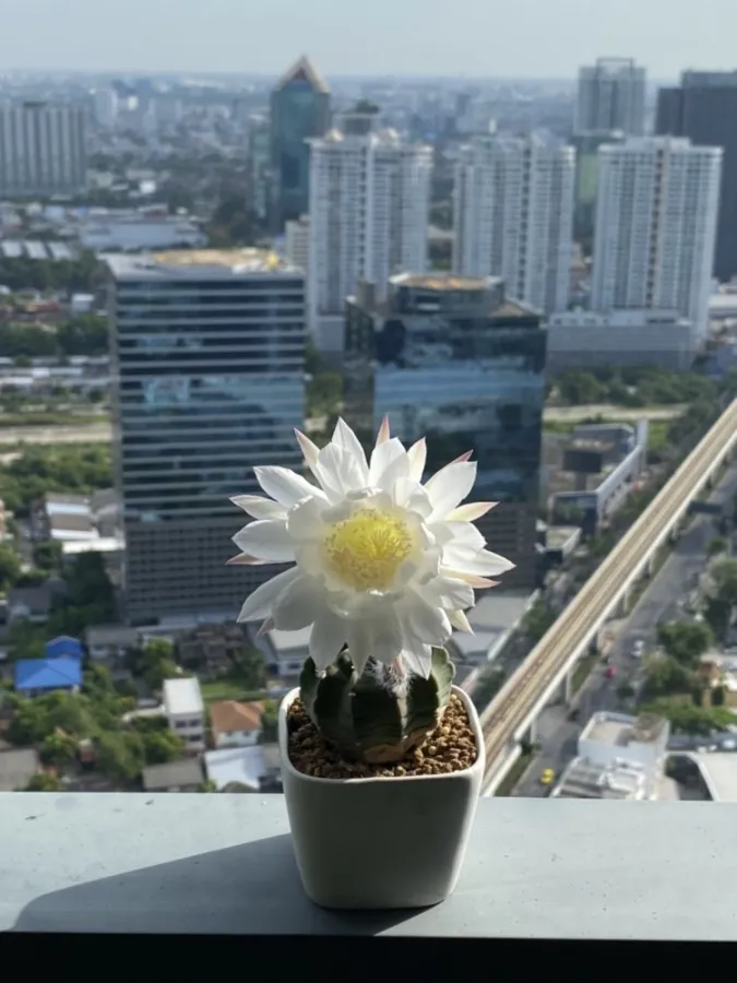 ขาย ให้เช่า M-Ladprao Condo ห้องตกแต่ง Muji Style เฟอร์นิเจอร์ครบและมีคุณภาพ จองด่วนๆ