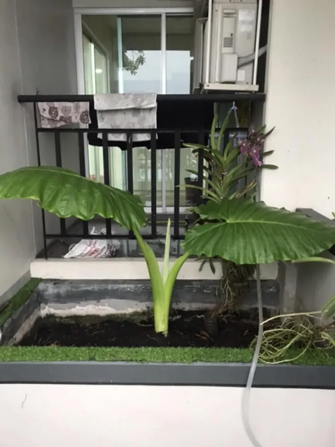Condo for sale, Lumpini Place Suksawat-Rama 2, beautiful room, pool view, built-in furniture, good location, hurry and book now!!