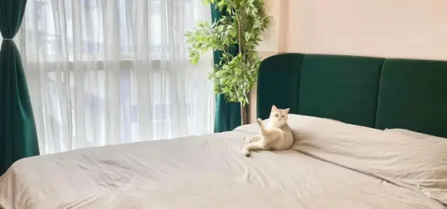 ขาย ดิ ไอริส บางใหญ่ ห้องรีโนเวทใหม่ น่าอยู่สุดๆ มาพร้อมเตียงนอนอย่างดี ไม่จองถือว่าพลาดมาก images