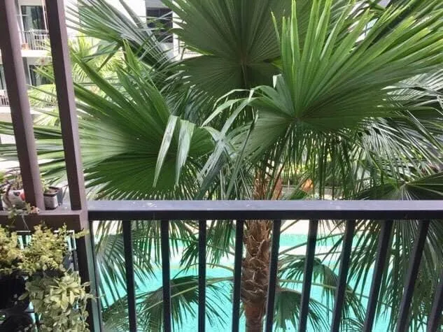 ขาย I CONDO สุขุมวิท 105 ได้วิวสระ พร้อมติดวอลเปเปอร์ทั้งห้อง สิ่งอำนวยความสะดวกครบ จบที่เดียว
