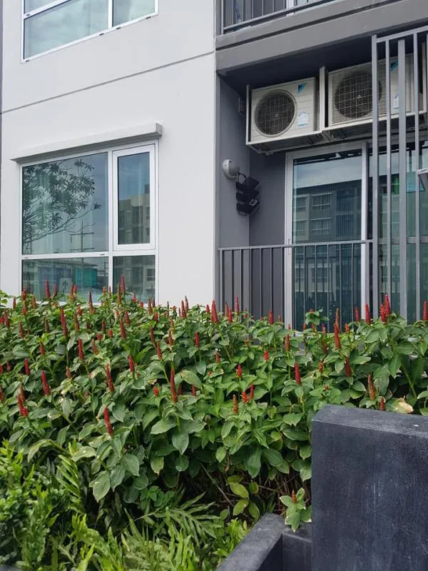 For sale ฟิวส์ เซนเซ่ บางแค ห้องชั้น 1 วิวสระว่ายน้ำ เฟอร์นิเจอร์ครบ พร้อมเข้าอยู่ ห้ามพลาด จองเลย