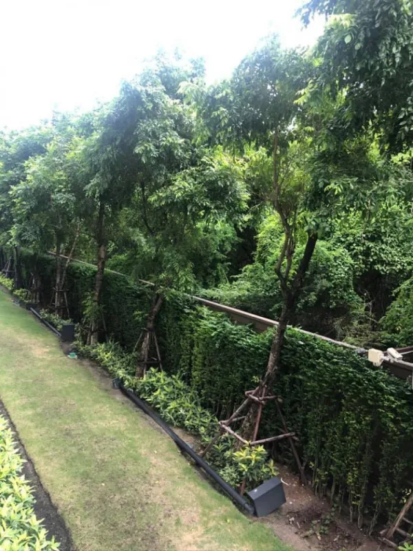 ขาย/ให้เช่า ดีคอนโด แคมปัส รังสิตเฟส 2 วิวสวย บรรยากาศดี เหมือนได้อยู่รีสอร์ท ห้ามพลาดเลยจ้า