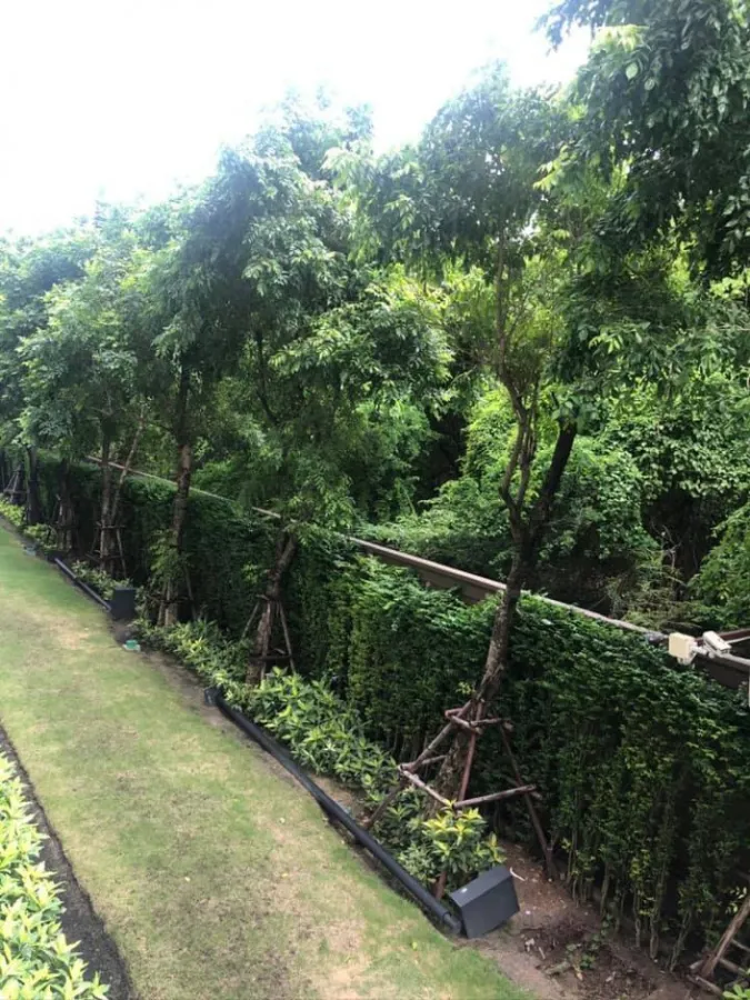 ขาย/ให้เช่า ดีคอนโด แคมปัส รังสิตเฟส 2 วิวสวย บรรยากาศดี เหมือนได้อยู่รีสอร์ท ห้ามพลาดเลยจ้า
