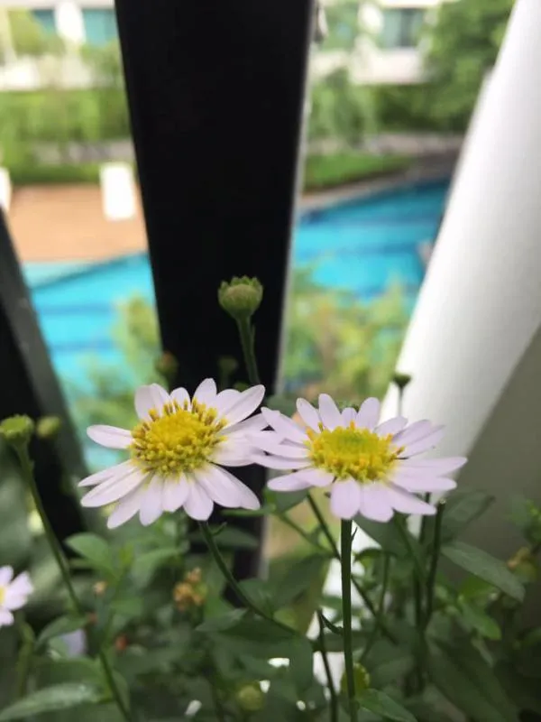 ขาย/เช่า ด่วน!! คอนโด เดอะนิช โมโน สุขุมวิท 50 ทำเลดี เดินทางสะดวกใกล้รถไฟฟ้า และจุดขึ้นลงทางด่วน อย่าช้าจองเลยค่ะ!!